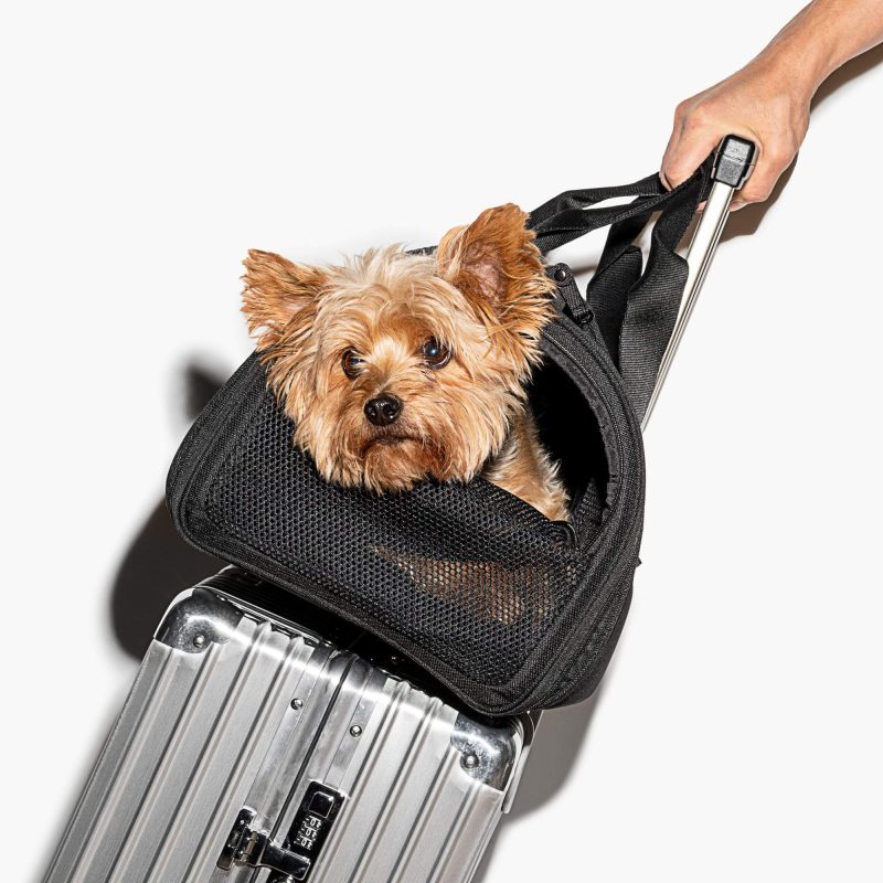 Wild One Black TSA Travel Carrier for Dogs, Small