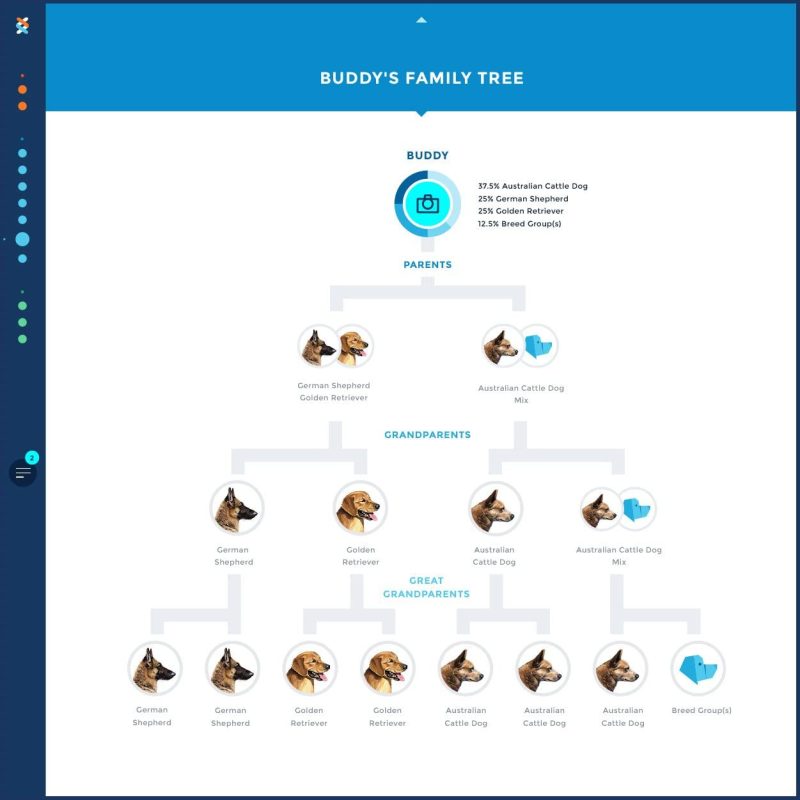 Wisdom Panel 3.0 Canine DNA Test, Dog DNA Test Kit For Breed And Ancestry Information