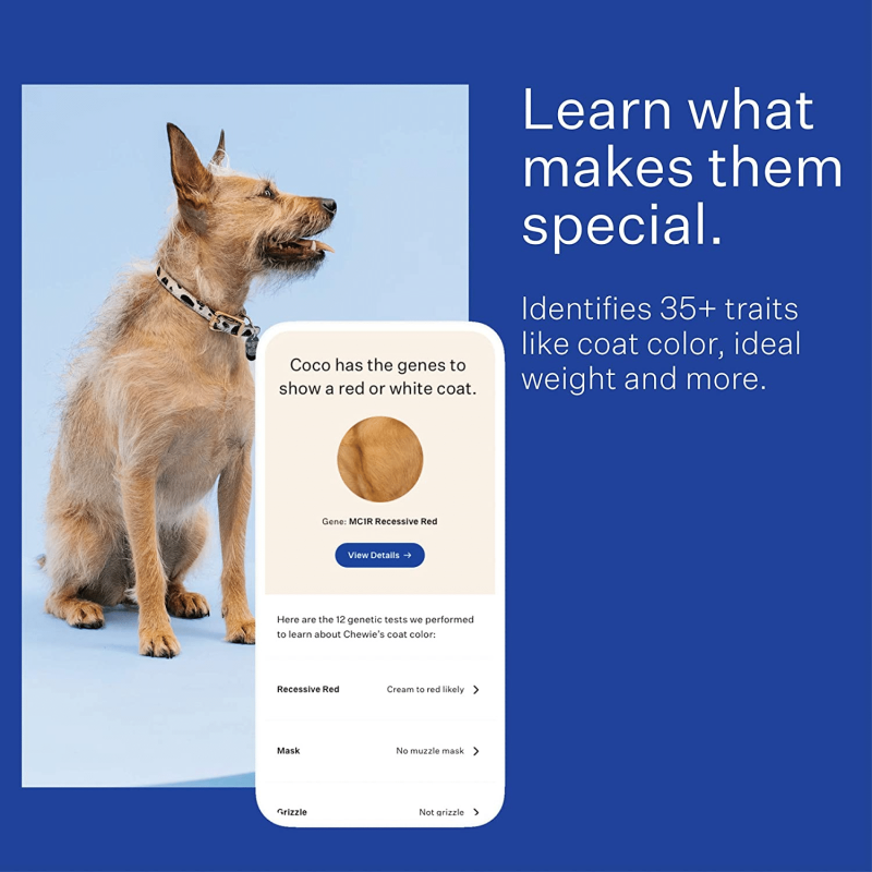 Wisdom Panel Essential, New And Improved Dog DNA Test