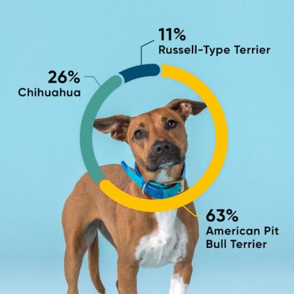 Embark Vet Breed & Health Dog DNA Test