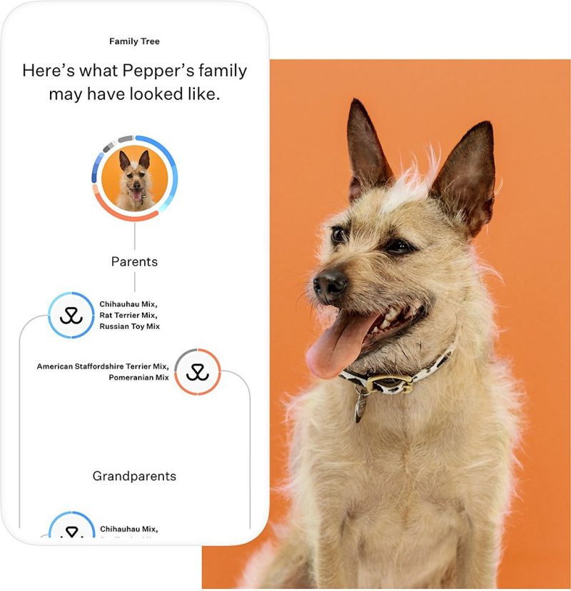 Wisdom Panel Premium Breed & Health Condition Identification DNA Test For Dogs