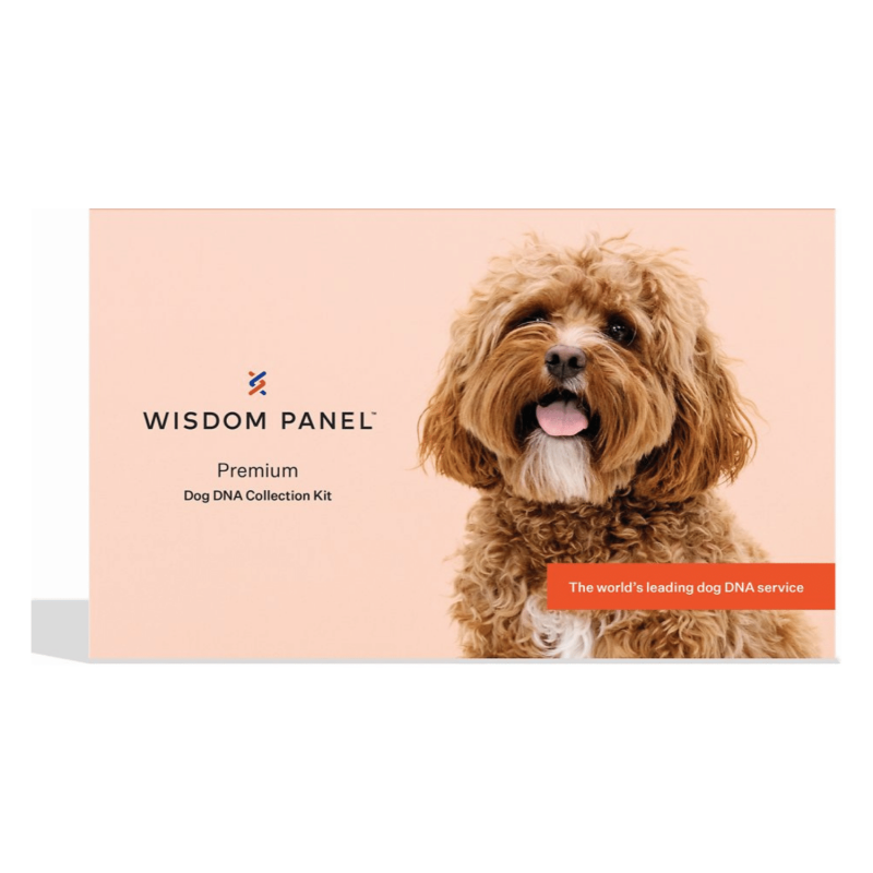 Wisdom Panel Premium Breed & Health Condition Identification DNA Test For Dogs