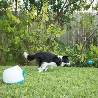 iFetch Too Interactive Launches Tennis Balls Dog Toys, Medium