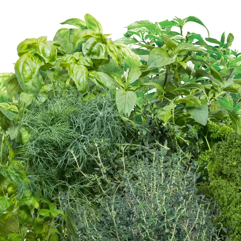 AeroGarden Gourmet Herbs And Basil Seed Pod Kit, 12-Pod Dual Kit