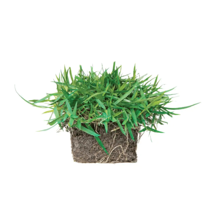 SodPods Zoysia Grass Plugs (64-Count) Natural, Affordable Lawn Improvement