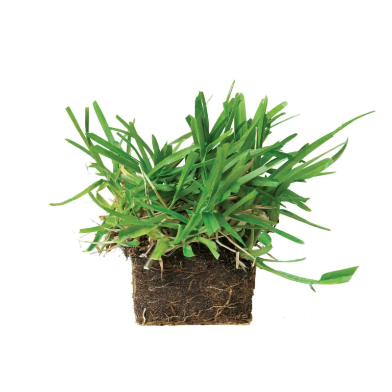 SodPods St Augustine Floratam Grass Plugs (64-Count) Natural